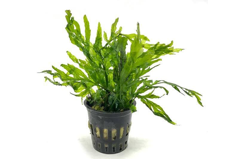 What Is The Aquatic Plant African Water Fern