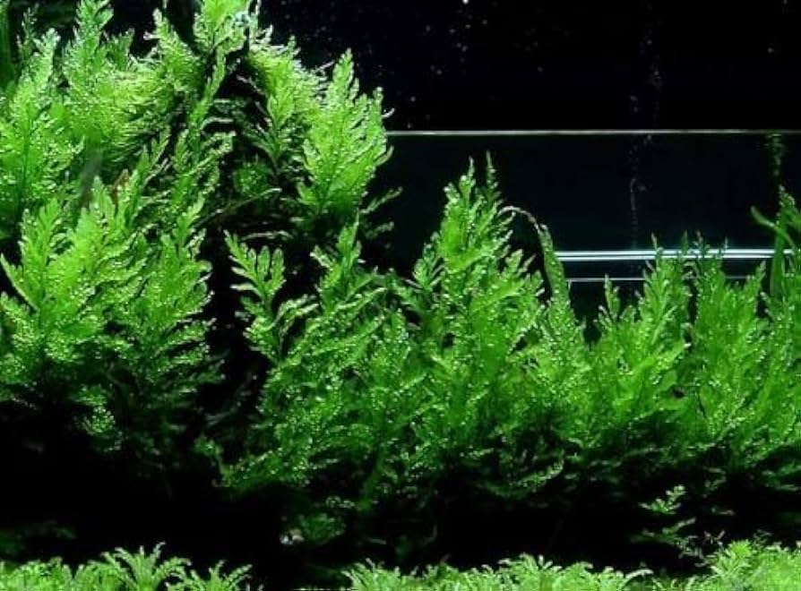 What Is The Aquatic Plant African Water Fern