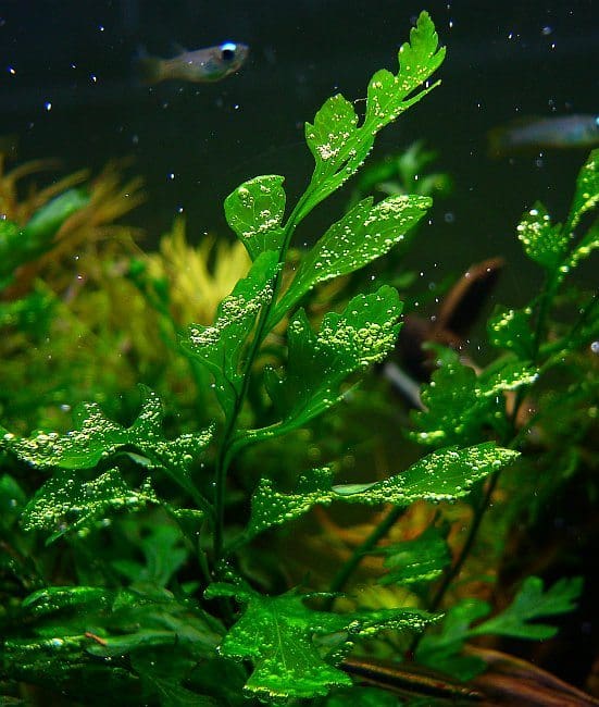 What Is The Aquatic Plant African Water Fern