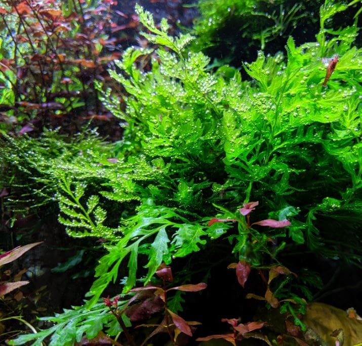 What Is The Aquatic Plant African Water Fern