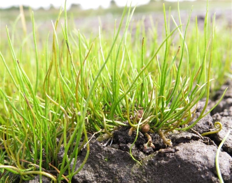 What Is The Aquatic Plant American Pillwort