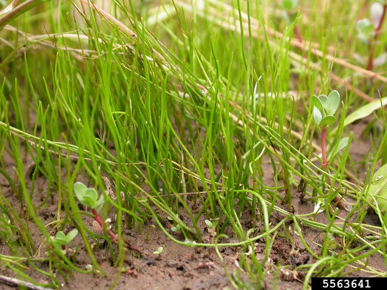 What Is The Aquatic Plant American Pillwort