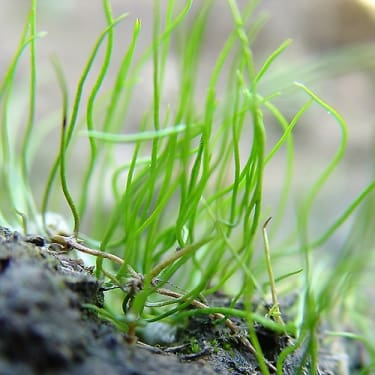 What Is The Aquatic Plant American Pillwort