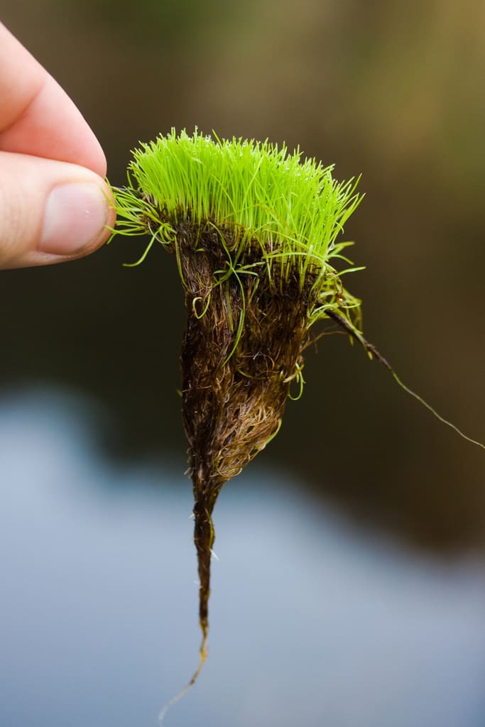 What Is The Aquatic Plant American Pillwort