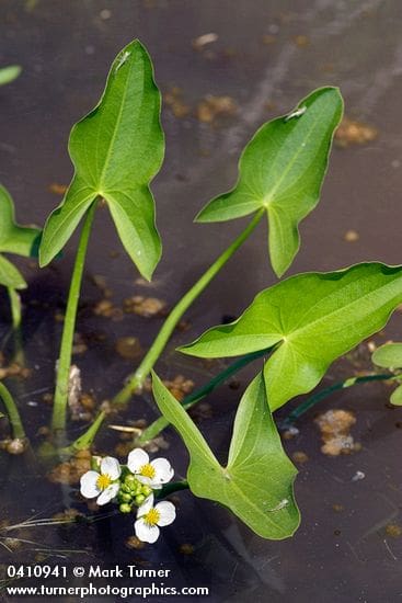 What Is The Aquatic Plant Arumleaf Arrowhead