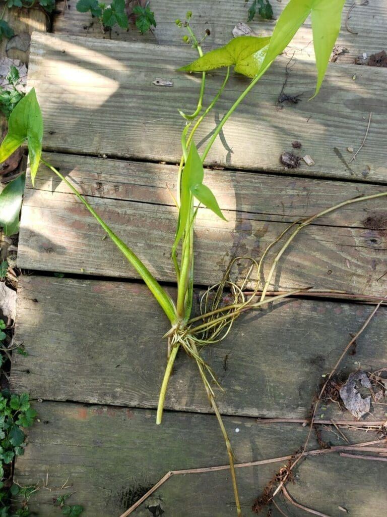 What Is The Aquatic Plant Arumleaf Arrowhead