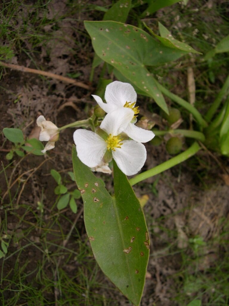 What Is The Aquatic Plant Arumleaf Arrowhead