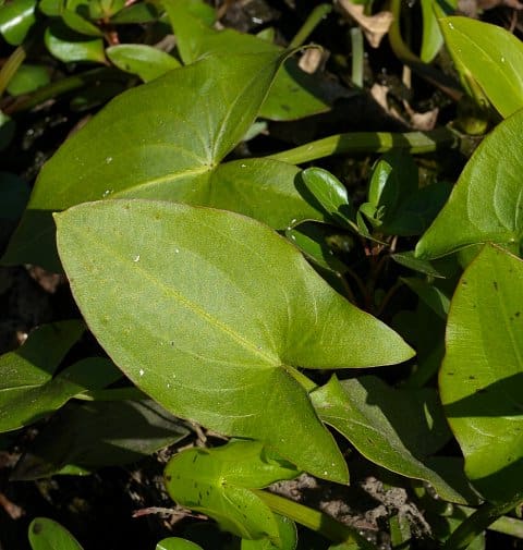 What Is The Aquatic Plant Arumleaf Arrowhead