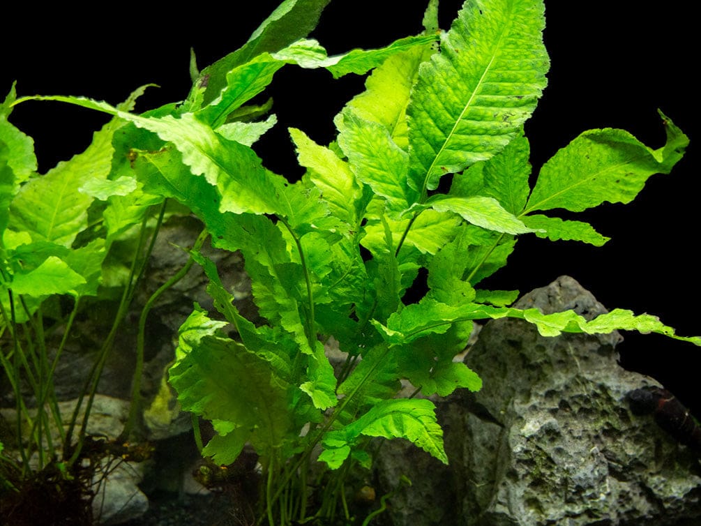 What Is The Aquatic Plant Asian Water Fern