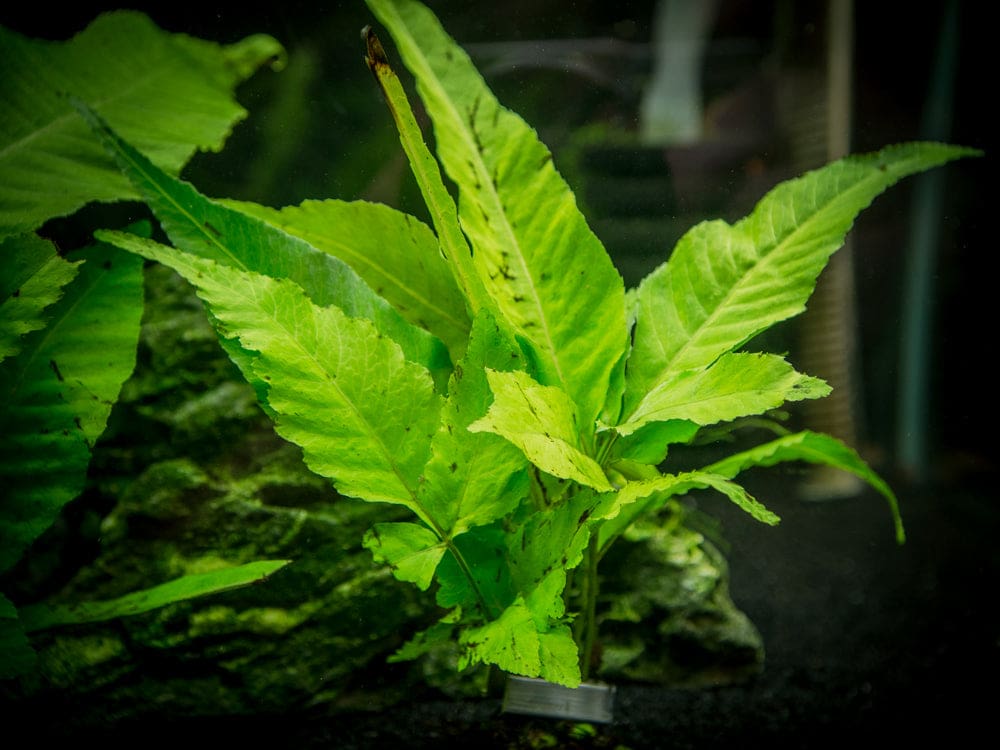 What Is The Aquatic Plant Asian Water Fern