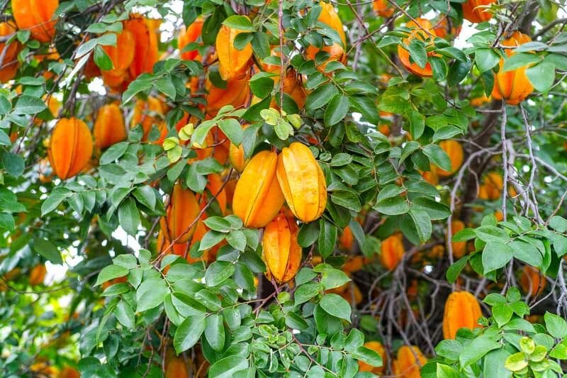 What Is The Aquatic Plant California Starfruit