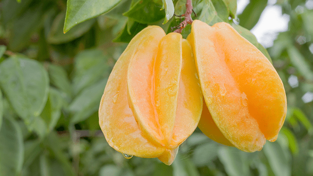 What Is The Aquatic Plant California Starfruit