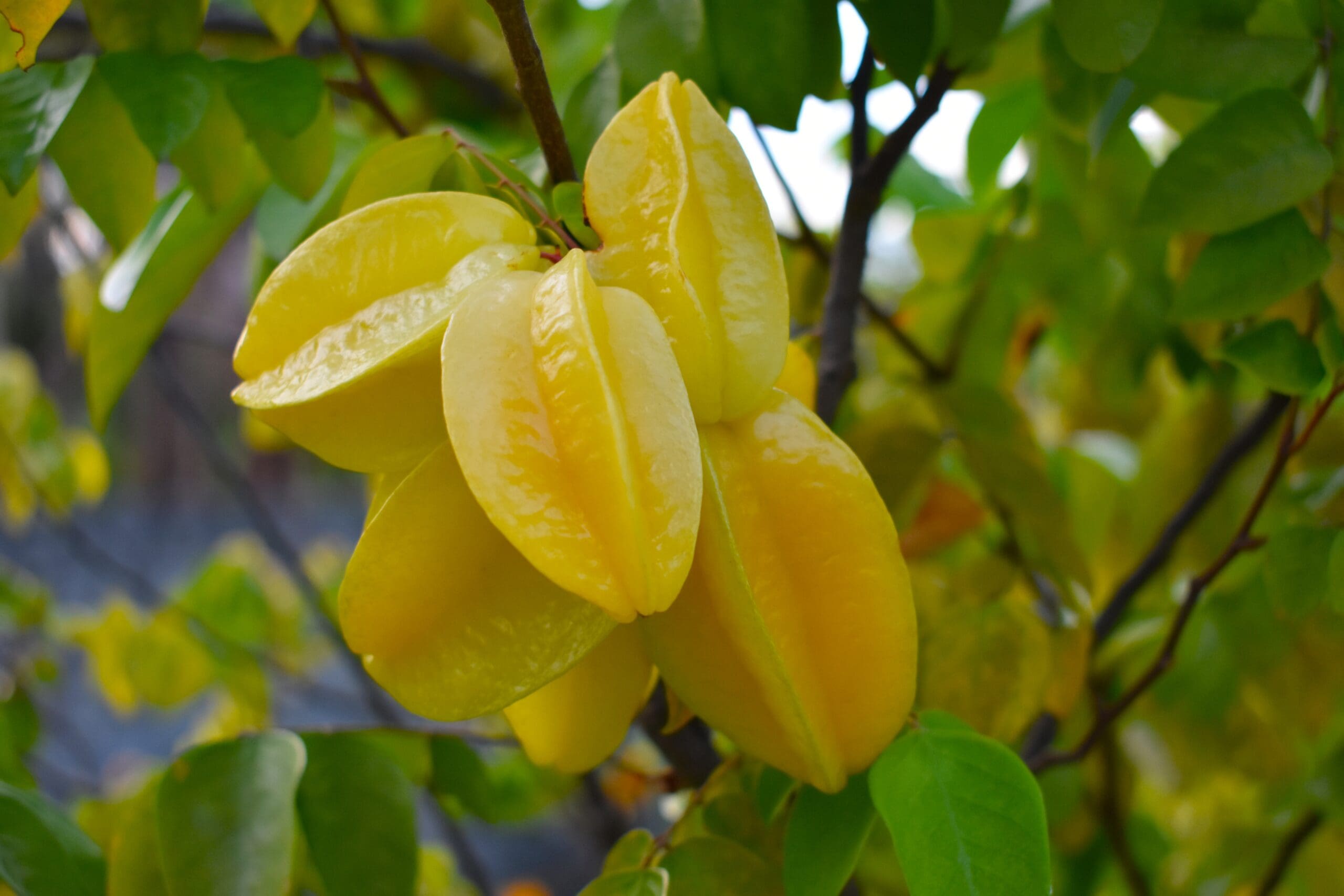 What Is The Aquatic Plant California Starfruit