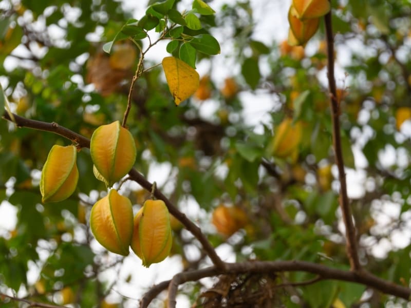 What Is The Aquatic Plant California Starfruit