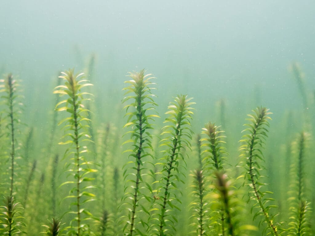 What Is The Aquatic Plant Canadian Water Plant