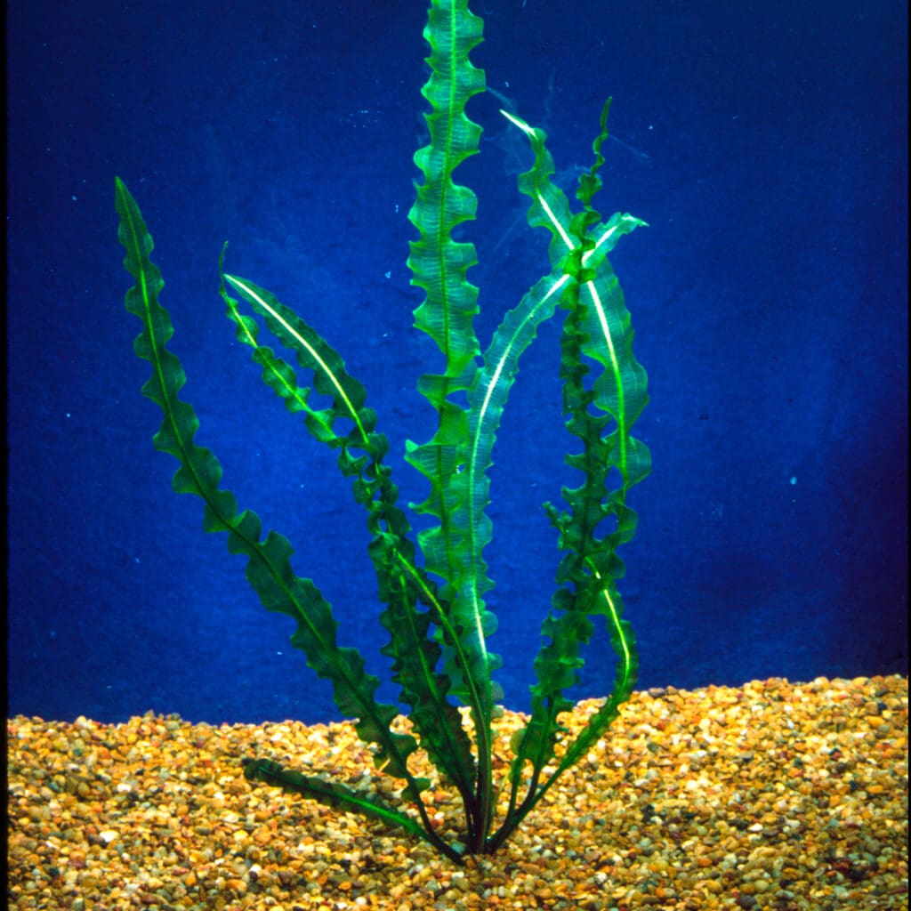 What Is The Aquatic Plant Capurons Aponogeton