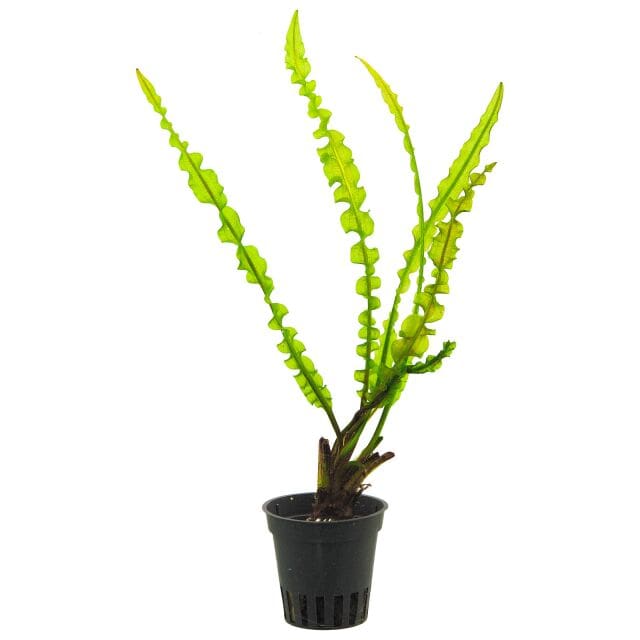 What Is The Aquatic Plant Capurons Aponogeton