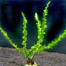 What Is The Aquatic Plant Capuron’s Aponogeton