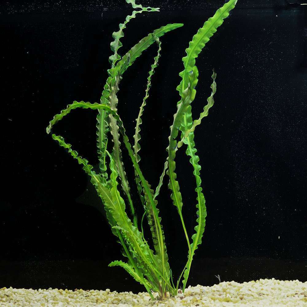 What Is The Aquatic Plant Capurons Aponogeton