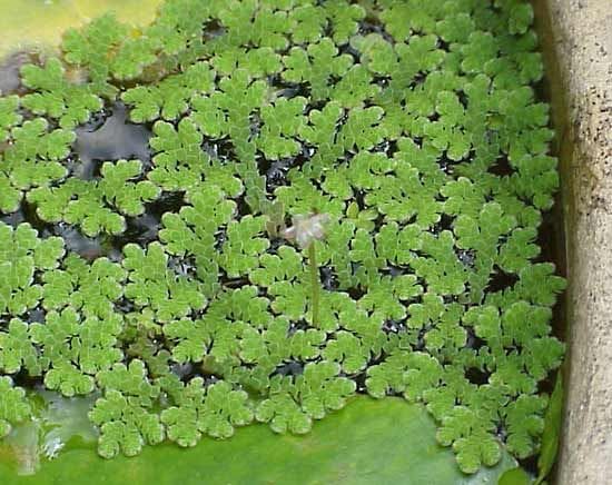 What Is The Aquatic Plant Carolina Mosquito Fern