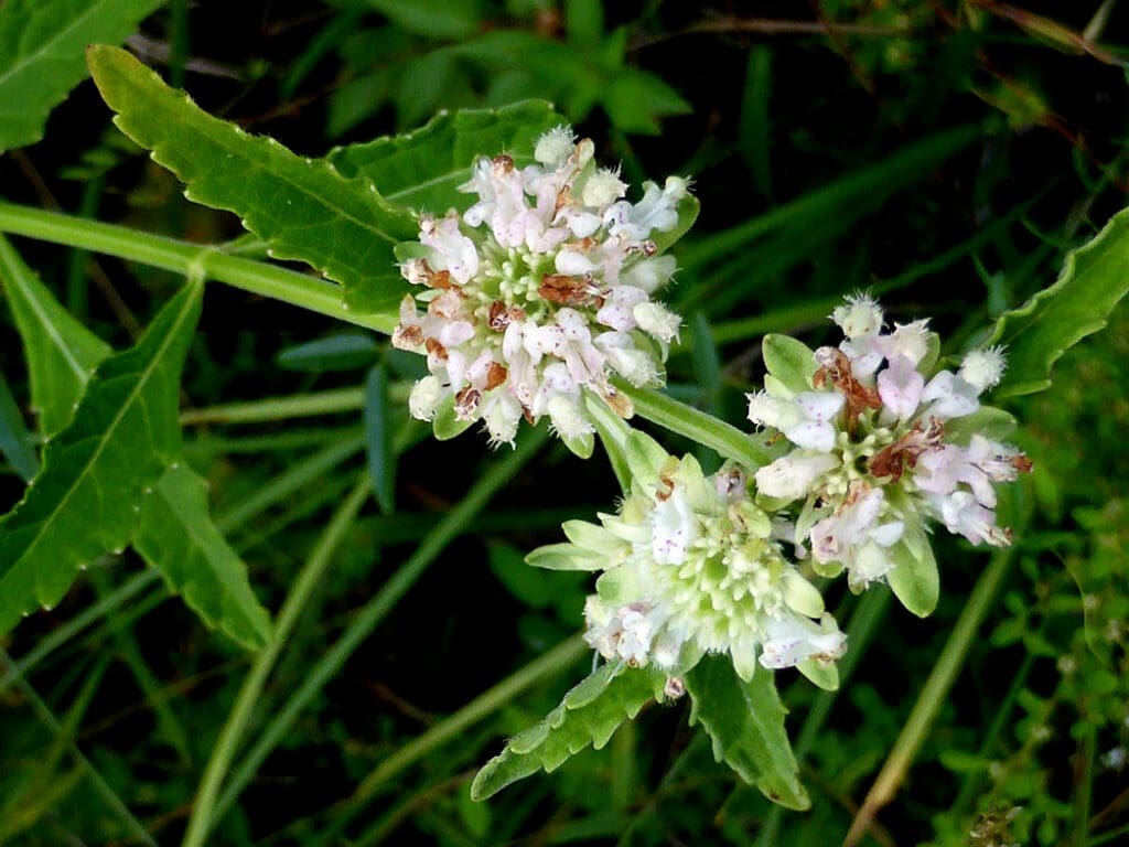 What Is The Aquatic Plant Clustered Bushmint