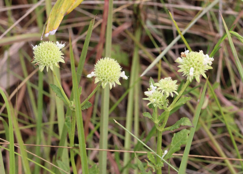 What Is The Aquatic Plant Clustered Bushmint