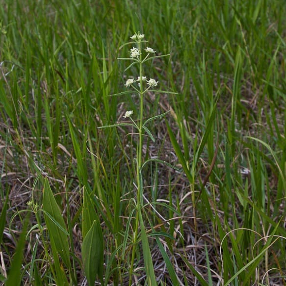 What Is The Aquatic Plant Clustered Bushmint