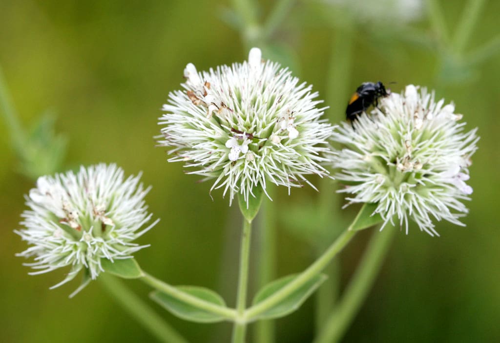 What Is The Aquatic Plant Clustered Bushmint