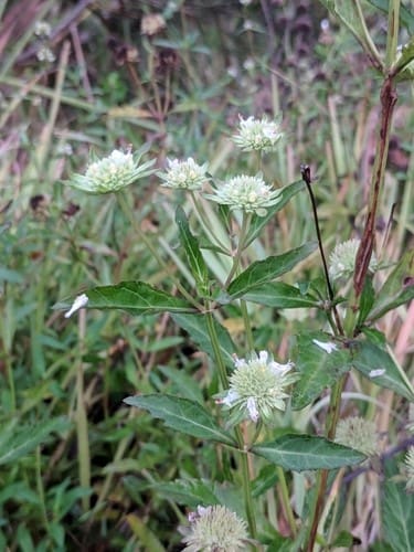 What Is The Aquatic Plant Clustered Bushmint