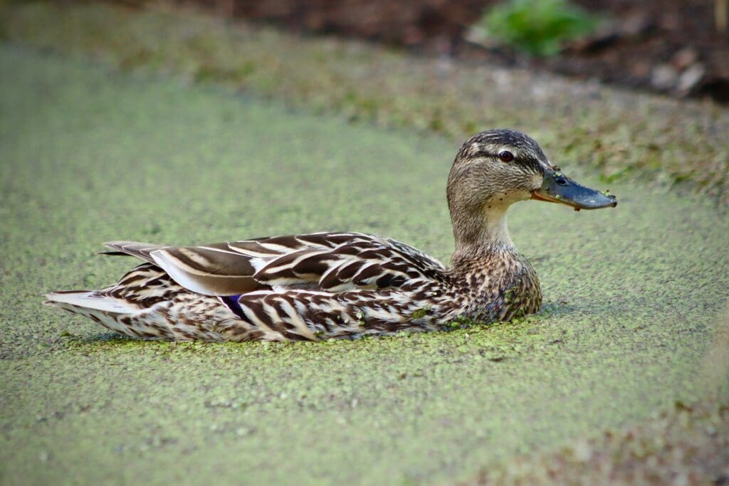 What Is The Aquatic Plant Common Duck Plant