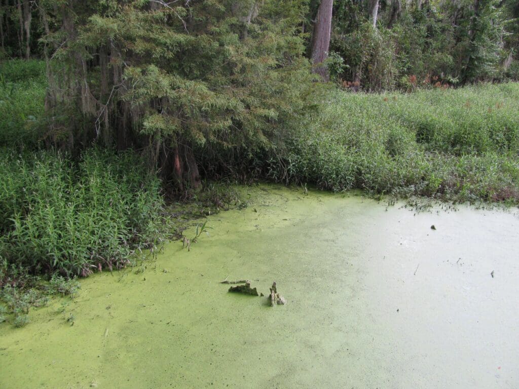 What Is The Aquatic Plant Common Duck Plant