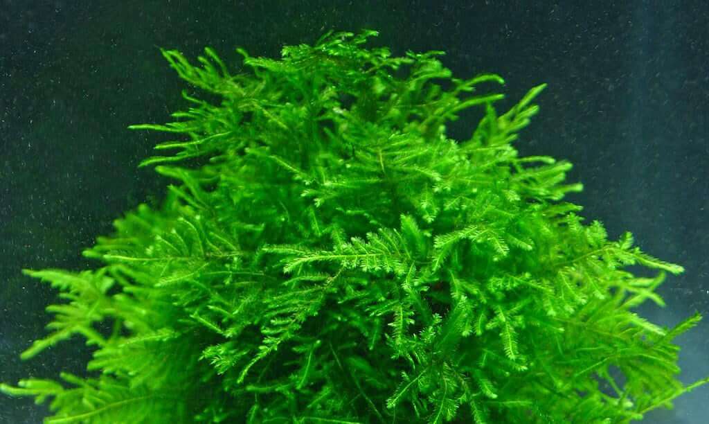 What Is The Aquatic Plant Common Water Moss