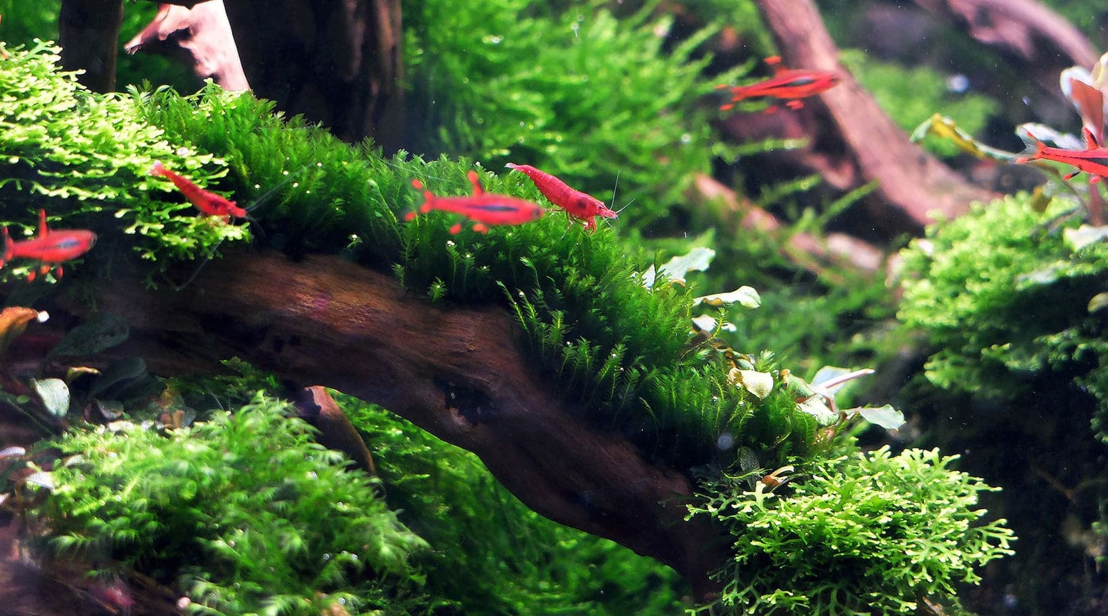 What Is The Aquatic Plant Common Water Moss