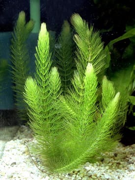 What Is The Aquatic Plant Coontail