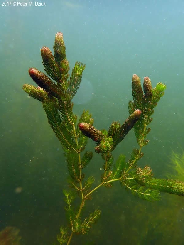 What Is The Aquatic Plant Coontail