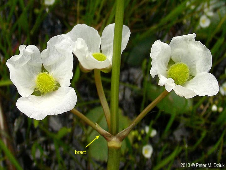 What Is The Aquatic Plant Crested Arrowhead