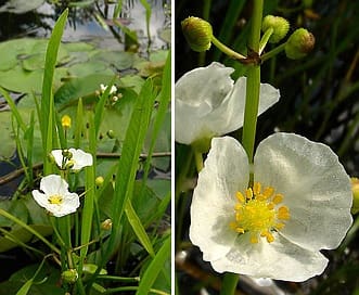 What Is The Aquatic Plant Crested Arrowhead