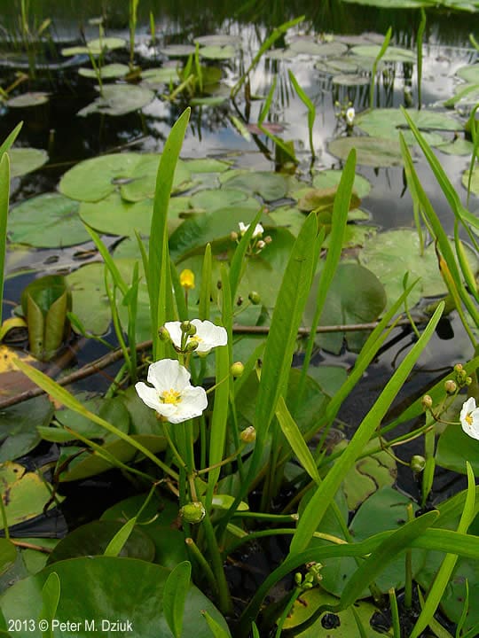 What Is The Aquatic Plant Crested Arrowhead