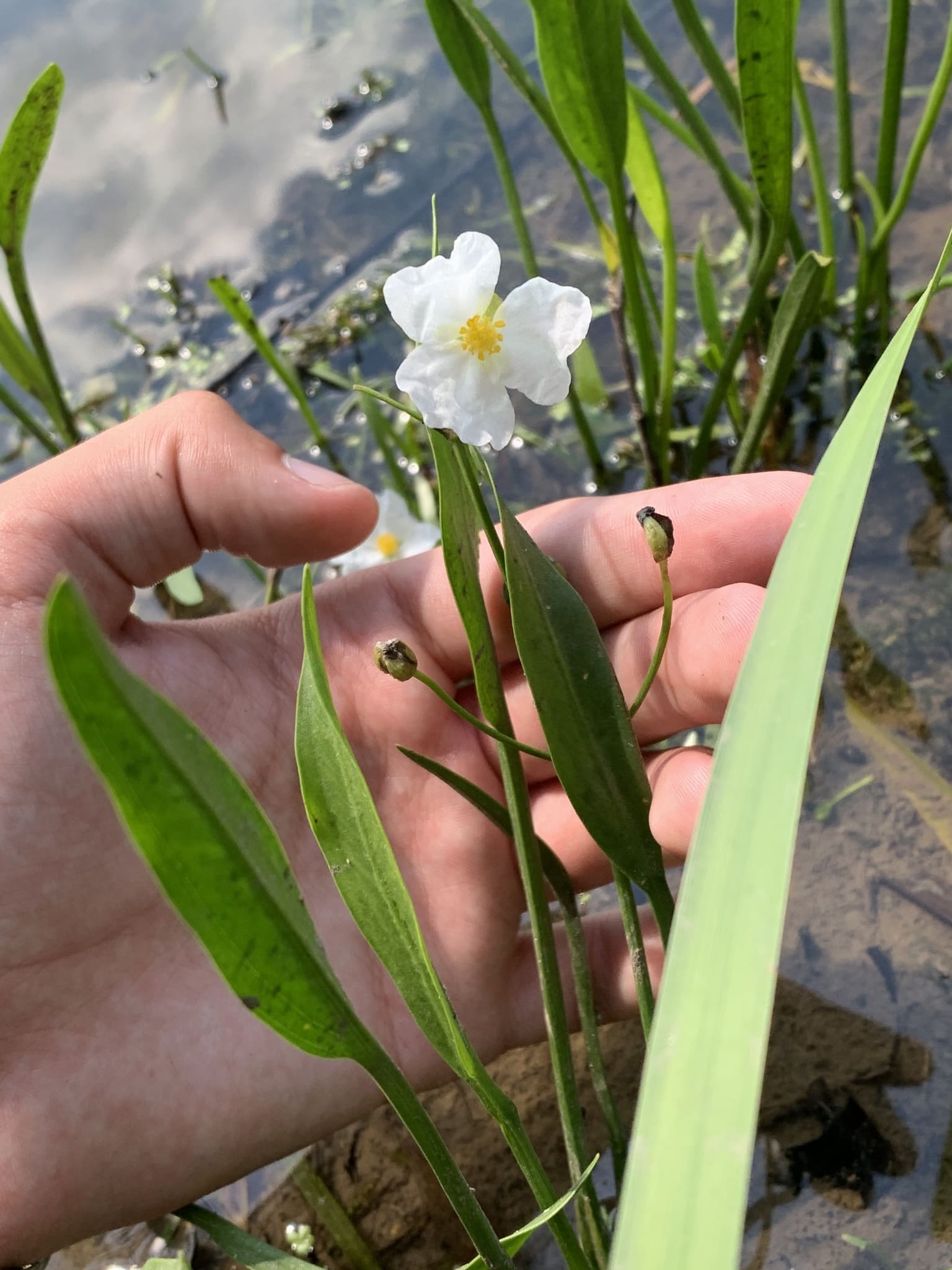 What Is The Aquatic Plant Crested Arrowhead