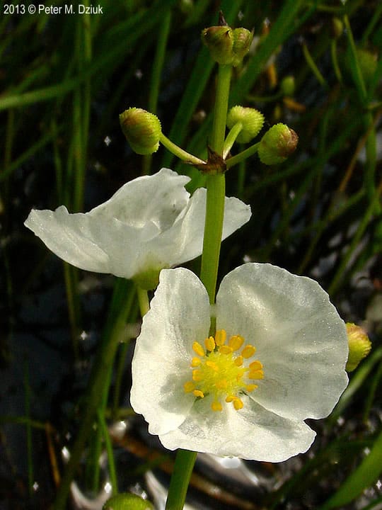 What Is The Aquatic Plant Crested Arrowhead