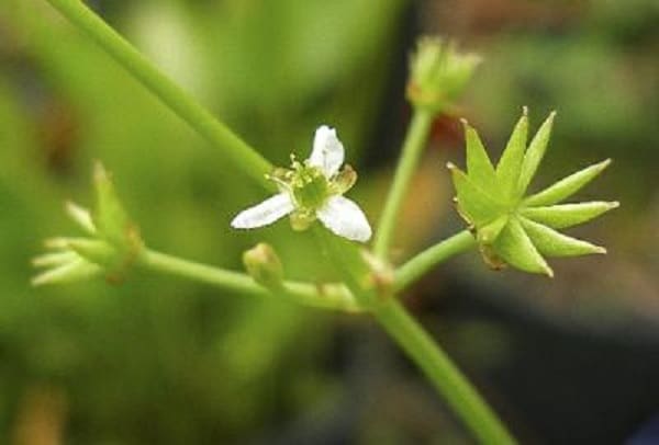 What Is The Aquatic Plant Damasonium Minus