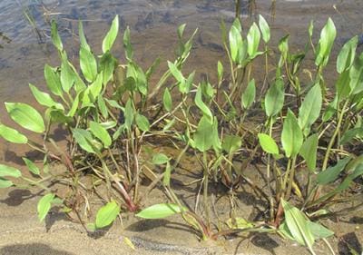 What Is The Aquatic Plant Damasonium Minus