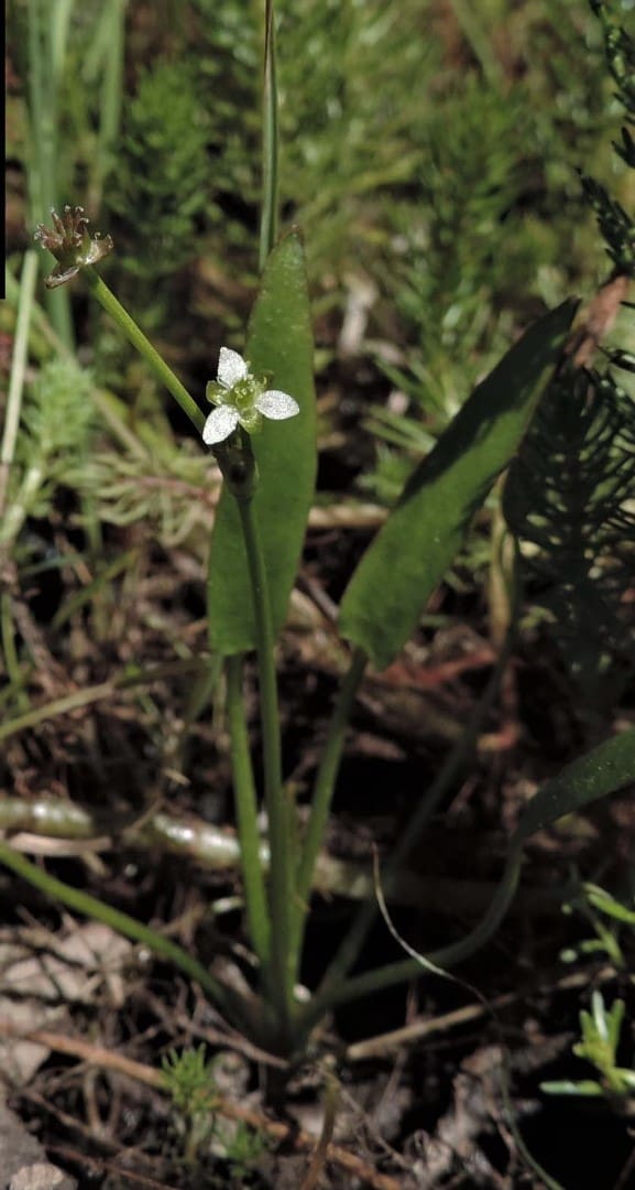 What Is The Aquatic Plant Damasonium Minus