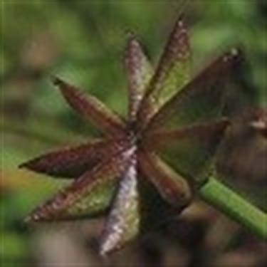 What Is The Aquatic Plant Damasonium Minus