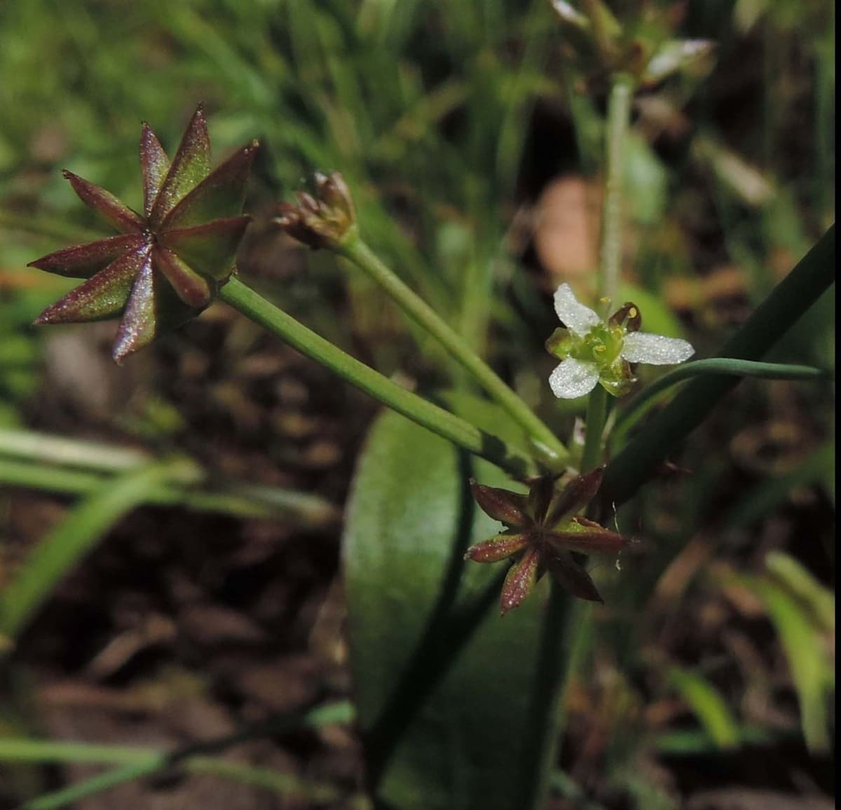 What Is The Aquatic Plant Damasonium Minus