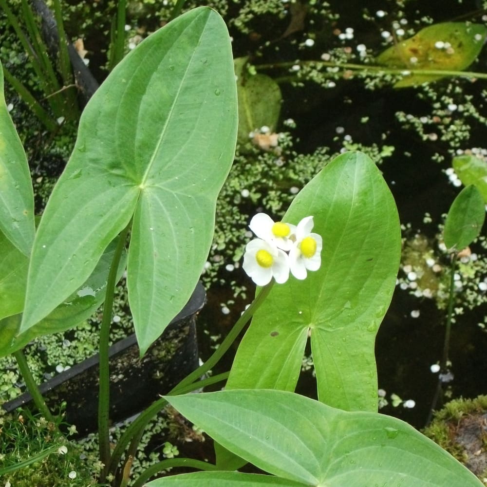 What Is The Aquatic Plant Duck Potato