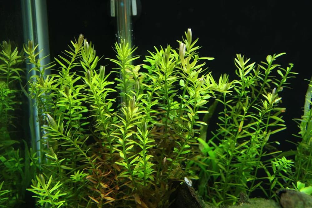 What Is The Aquatic Plant Dwarf Rotala