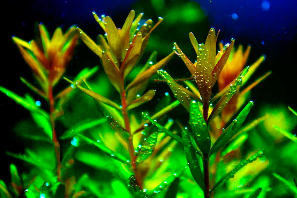 What Is The Aquatic Plant Dwarf Rotala