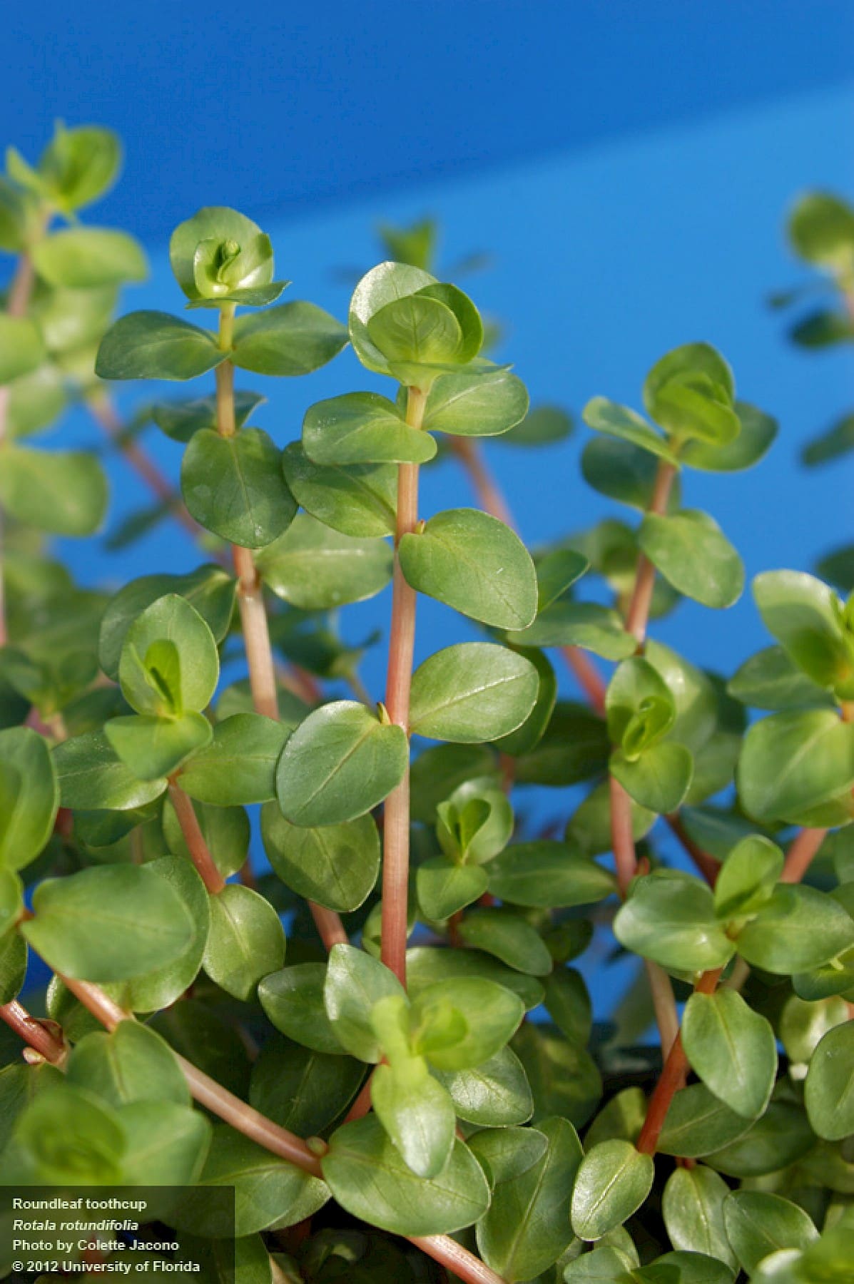 What Is The Aquatic Plant Dwarf Rotala