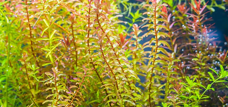 What Is The Aquatic Plant Dwarf Rotala